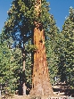 photograph of a large tree