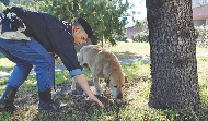 photograph of a man and a dog sniffing the ground by a tree