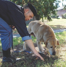 This dog helps police officers find clues. The clues help solve crimes.