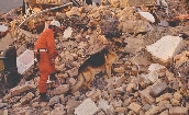 SAR dogs have helped rescue people after earthquakes.