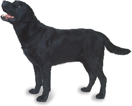 photograph of a black Labrador retriever dog