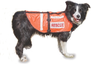 photograph of a Border Collie search and rescue dog