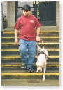 photograph of a man and seeing-eye dog walking down steps