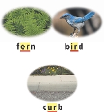 illustration of a fern, bird, and curb