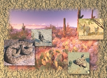 illustration of a desert scene showing different desert animals