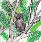 illustration of an owl in a tree