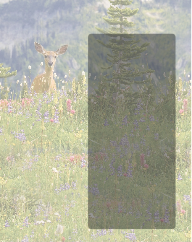 photograph of a deer in a flower-filled meadow