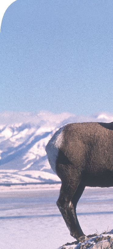 photograph of two bighorn sheep with snow-capped mountains in background