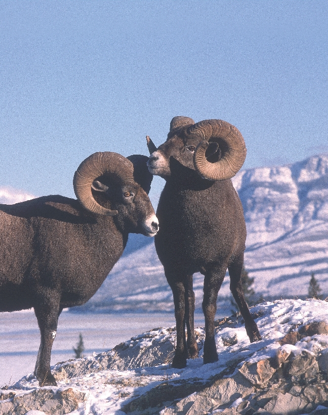 photograph of two bighorn sheep with snow-capped mountains in background