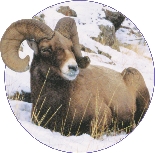 photograph of a bighorn sheep