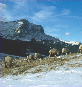 Bighorn sheep live in mountains and in the desert.