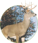 photograph of a white-tailed deer