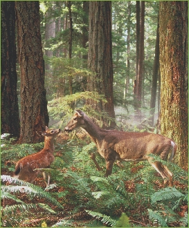 White-tailed deer live in the forest.