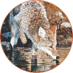 photograph of a coyote drinking water from a stream