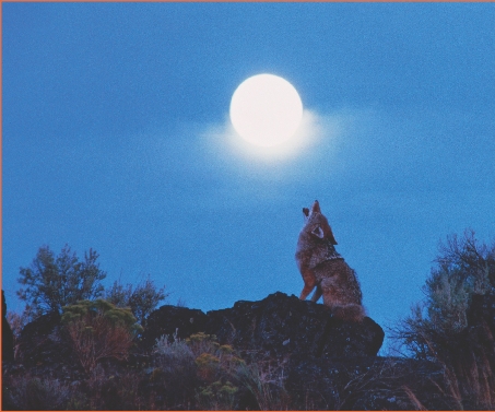 Coyotes hunt at night. A coyote howls to communicate with other coyotes.