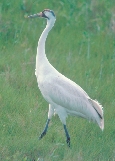 The whooping crane is beautiful. It is white with red and black on its head. It has long, thin legs and a long beak.