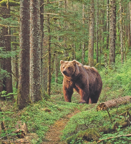 This bear gets what it needs to survive in a forest.