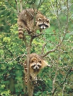 photograph of two raccoons in a tree