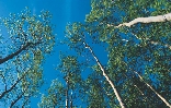 photograph of tall trees in a forest