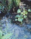 photograph of water and plants of a pond