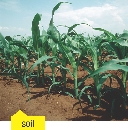 soil