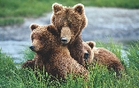 photograph of mother and baby bears by a lake