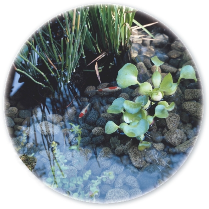 A pond is a small ecosystem.