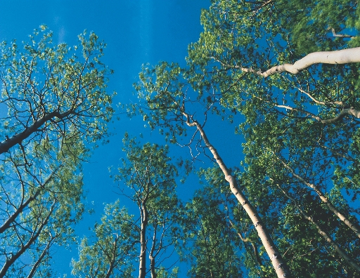 photograph of tall trees in a forest