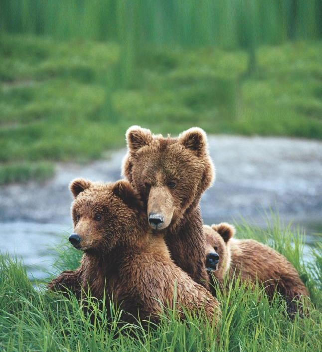 These bears need the plants, water, and air in their ecosystem.