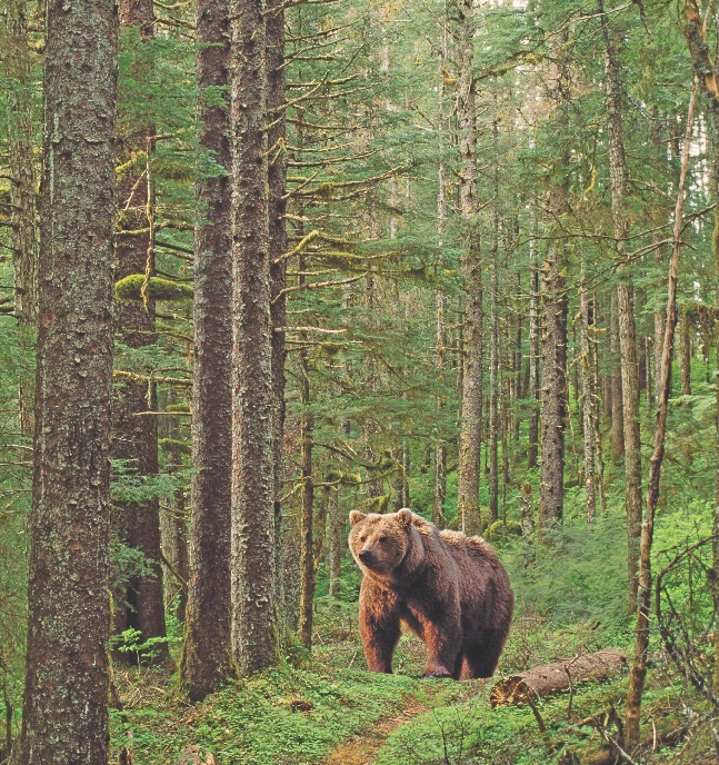 Some kinds of bears live in forest ecosystems.