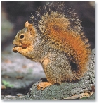 This is a tree squirrel.