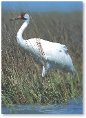 photograph of a whooping crane