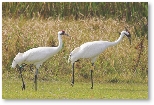 photograph of two whooping cranes