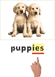 photograph of two puppies and the written word puppies