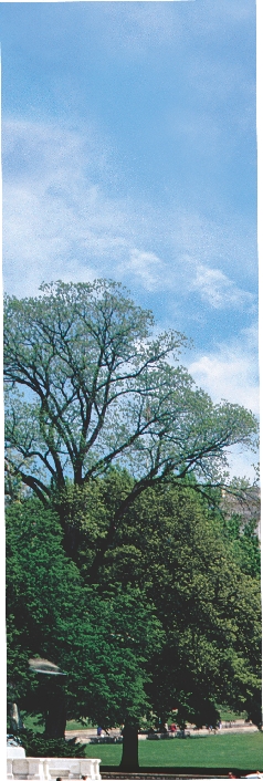 photograph of trees in a park