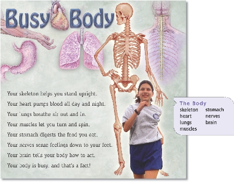 

Busy Body

Your skeleton helps you stand upright.
Your heart pumps blood all day and night.
Your lungs breathe air out and in.
Your muscles let you turn and spin.
Your stomach digests the food you eat.
Your nerves sense feelings down to your feet.
Your brain tells your body how to act.
Your body is busy, and that’s a fact!

