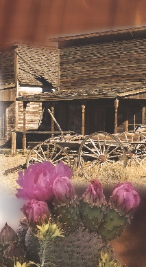 

Town in the Desert

One hundred fifty years ago,
Families lived here.
Children played here.
Covered wagons rolled past
the gates where cactus
flowers bloomed.


Now the doors bang in the wind.
No one plays here.
No one lives here.
Dry winds open the broken gates
where cactus flowers bloom.


