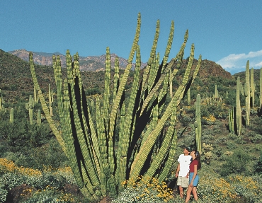 People see giant cactus plants when they visit the Southwest.