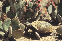 Tortoises are one of the animals that live in the deserts of the Southwest.