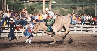 photograph of a cowboy riding a bull inside a corral