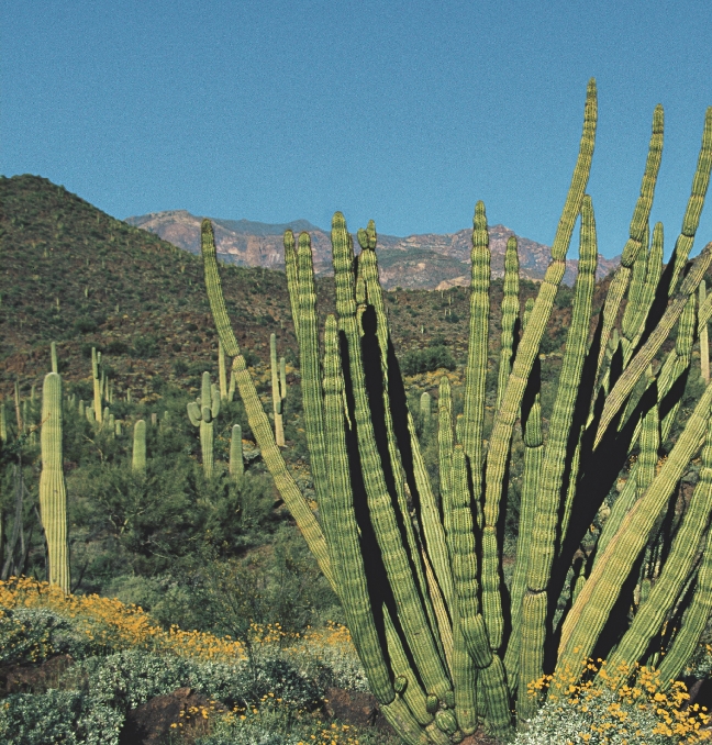 photograph of a giant cactus plant and landscape of the southwest