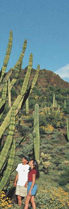 In the Southwest, even the plants are big!