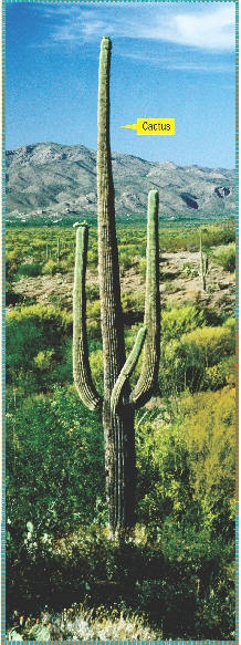 Cactus