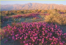 The desert can be a colorful place.