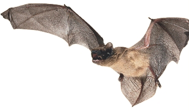 This bat hunts at night, when the desert is cool.