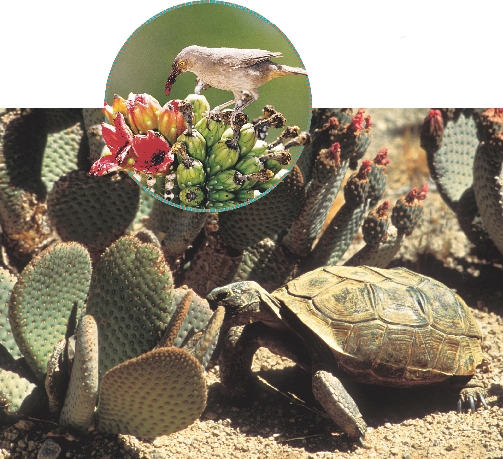 A desert bird eats a cactus flower.