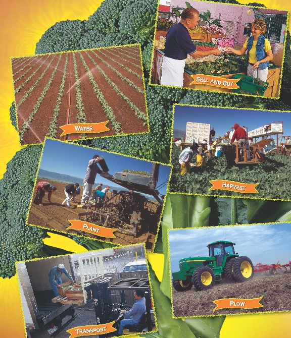 These pictures show the many steps it takes to get food from the farm to your table.