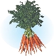 carrots50¢ per pound