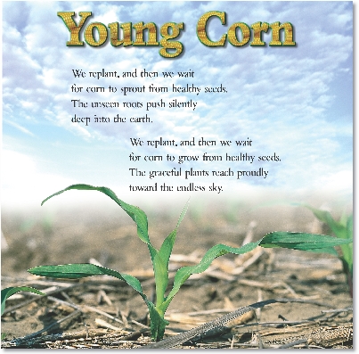 
Young Corn

We replant, and then we wait
for corn to sprout from healthy seeds.
The unseen roots push silently
deep into the earth.


We replant, and then we wait
for corn to grow from healthy seeds.
The graceful plants reach proudly
toward the endless sky.

