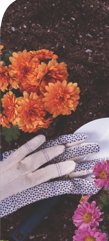 Plants in greenhouses can grow all year round.